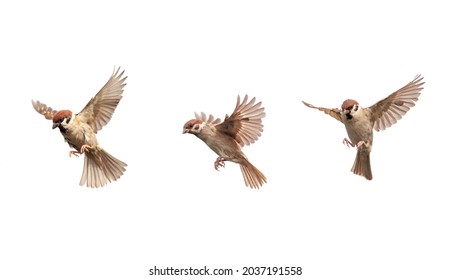 set of a group of birds sparrows spreading their wings and feathers flying on a white isolated background