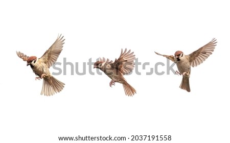 set of a group of birds sparrows spreading their wings and feathers flying on a white isolated background