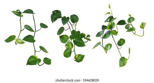 Set Of Hanging Heart-shaped Leaves Vine, Devil's Ivy, Golden Pothos, Isolated On White Background, Clipping Path Included.