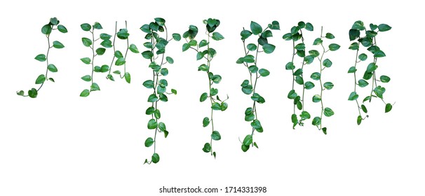 Set of hanging vine plant with heart-shaped variegated leaves of devil's ivy or golden pothos (Epipremnum aureum) the popular tropic houseplant for being indoor nature’s air purifier isolated on white