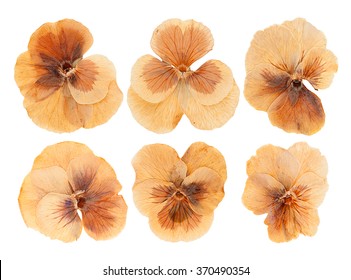 Set Heads Of Dried Pressed Brown Violet Flowers Isolated