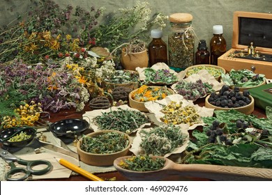 Set healing herbs. Dried herbs for use in alternative medicine.Herbal medicine, phytotherapy medicinal herbs.For preparation of infusions, decoctions, tinctures, powders, ointments, tea.