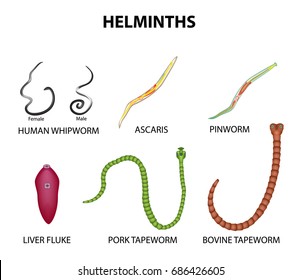 A set of helminths. roundworm, Ascaris, pinworms, bovine tapeworm, pork tapeworm, Whipworm, liver fluke. Infographics illustration on isolated background
