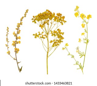 Set Of Herbarium Wild Dry Pressed Flowers And Leaves, Isolated
