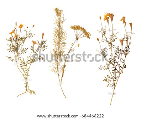 Set of herbarium wild dry pressed flowers and leaves, isolated