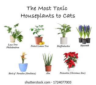 148 Toxic Plants Cats Images, Stock Photos & Vectors | Shutterstock