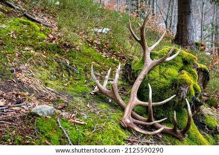 A set of huge Red Deer antler sheds. Beautiful natural background. Bieszczady Mountains, Carpathians, Poland.
