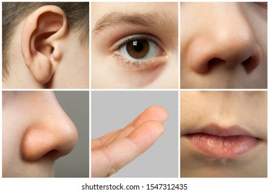 Set Of The Human Senses. Parts From The Child's Face. Nose, Eye, Ear, Lips And Fingers.