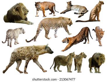 1,346 Hyena isolated Stock Photos, Images & Photography | Shutterstock