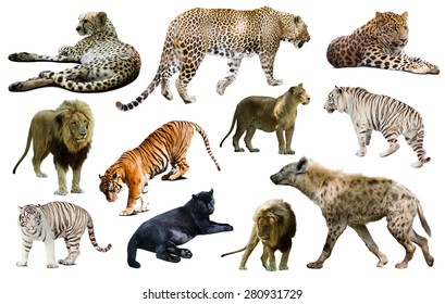 985 Hyena white background Stock Photos, Images & Photography ...