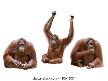 Set of image orangutan isolated over white background