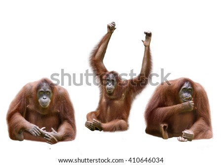 Set of image orangutan isolated over white background