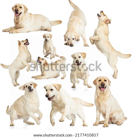 Set with images of big adorable purebred dog, Labrador isolated over white background. Concept of motion, beauty, vet, breed, action, pets love, animal life. Copy space for ad.