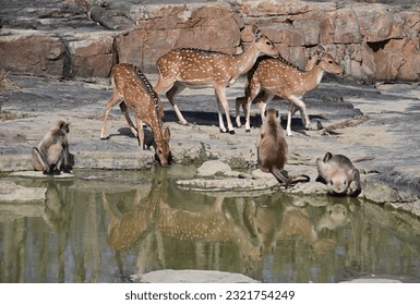 A set of images of mammals, including species of deer, langur monkeys and a few antelope in various behavioural and portrait ranges. Each image is individually captioned with animal name. 