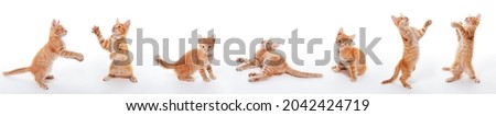 A set of images of a playful small ginger kitten that plays, jumps, grabs, sways on the floor