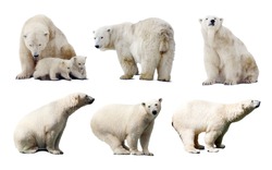 Set Of Images Of Polar Bears. Isolated Over White Background With Shade