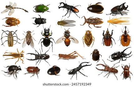 Set of insect isolated on white background. - Powered by Shutterstock