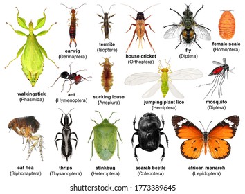 Set Insects Isolated On White Background Stock Photo 1773389645 ...