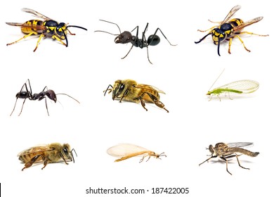 230 Predatory ants Images, Stock Photos & Vectors | Shutterstock