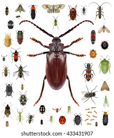 612,053 Small Insect Images, Stock Photos & Vectors 