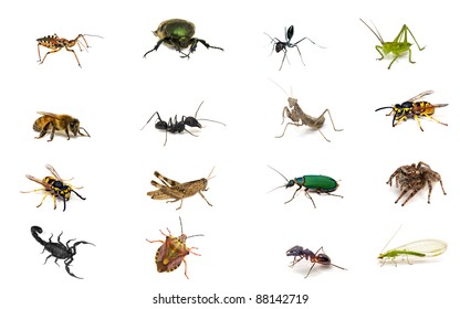 Set Of Insects Isolated On White Background