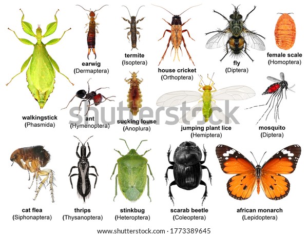 Set Insects Isolated On White Background Stock Photo (edit Now) 1773389645