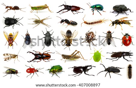  Set of insects on white