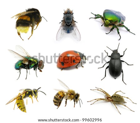  Set of insects on white