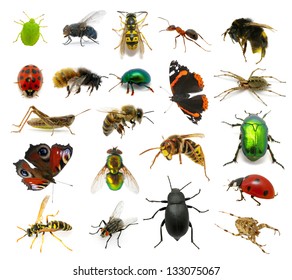  Set insects white background
