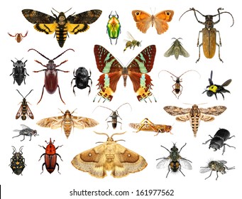 2,534,269 Insect Stock Photos, Images & Photography | Shutterstock