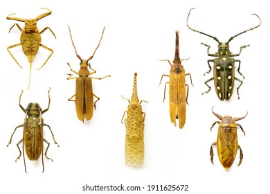 Set Of Insects On A White Background

