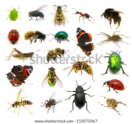  Set of insects on white background