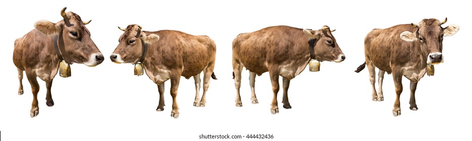 12,815 Cow With Bell Images, Stock Photos & Vectors | Shutterstock