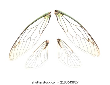 Set Of Isolated Cicada Wings