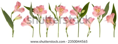 Set of isolated leaves and lilies of pastel pink color separately on white background