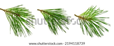 Set of isolated pine branches for decoration and floral decoration. Medicinal resinous branches. Christmas and New Year. Winter decor