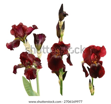 set isolated Red iris flowers in nature. Beautiful War Chief Burgundy Red Tall Bearded Iris Flower - Iris . germanica