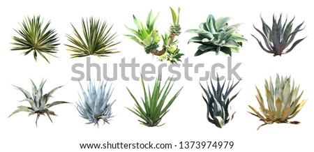 set of isolated shrub and cactus on white background with clipping paths