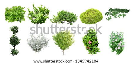 set of isolated shrub on wihite background with clipยing paths