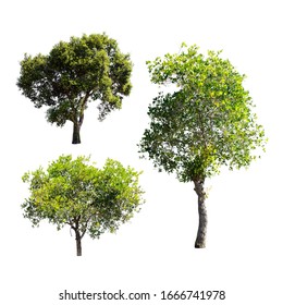 Set Isolated Trees On White Background Stock Photo 1666741978 ...