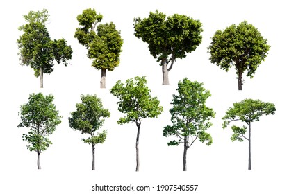 Set Of Isolated Trees On White Background.