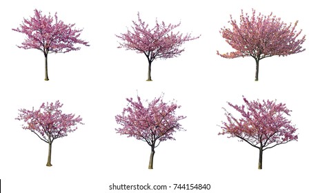 Set Of Japanese Full Bloom Pink Cherry Blossoms Or Sakura Flower Tree Isolated On White Background.