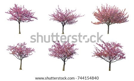 set of Japanese Full bloom pink cherry blossoms or sakura flower tree isolated on white background.