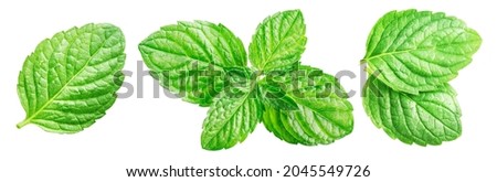 Set of juicy mint leaves. Many mint leaves, one leaf and two leaves isolated on white background.