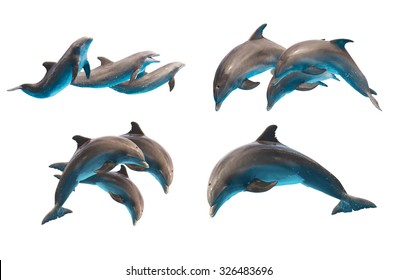 set of jumping bottlenose dolphins isolated on white background