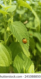 Set  ladybugs on the leaves, in the grass. Red flying insects sit on green twigs. Beetles in natural habitat.