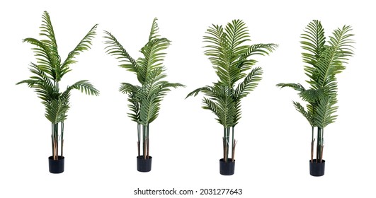 SET Large ornamental plant in a pot. Exotic plants for the interior. - Shutterstock ID 2031277643