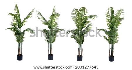 SET Large ornamental plant in a pot. Exotic plants for the interior.