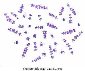 Set of lavender flowers elements. Collection of lavender flowers on a white background. Top view