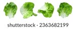 Set with leaves of butter lettuce isolated on white